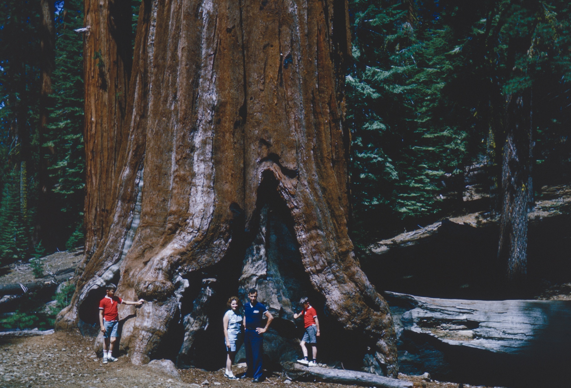 Giant sequoia tree dwarfing people standing at its base